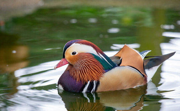 Mandarin duck in a lake, profile colorful - Powered by Adobe