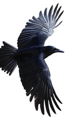 Naklejka premium Umbrellabird on Transparent PNG Background, Pattern Background, Wallpaper, Cover and Screen of Smartphone, PC, Laptop, Transparent PNG
