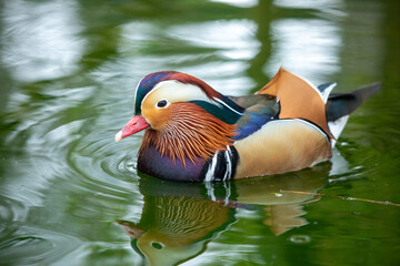 Mandarin Duck in a lake close up