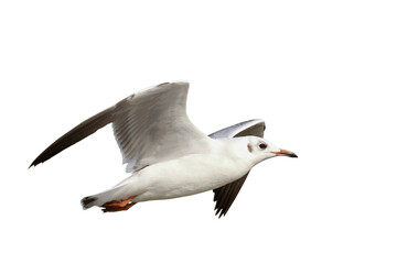 Obraz premium Beautiful seagull flying isolated on transparent background png file
