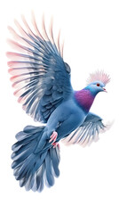 Fototapeta premium Victoria Crowned Pigeon Bird on Transparent PNG Background, Photo Realistic, Pattern Background, Wallpaper, Cover and Screen of Smartphone, PC, Laptop, Transparent PNG