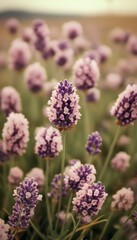 Obraz premium Delicate lavender blooms in a field of purple and pink.