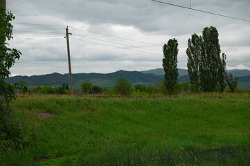 Obraz premium Flock of sheep walking on green meadow and poppy fields.