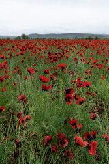 Flock of sheep walking on green meadow and poppy fields.