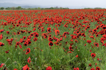 Fototapeta premium Flock of sheep walking on green meadow and poppy fields.