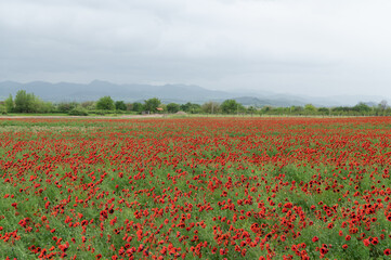 Flock of sheep walking on green meadow and poppy fields.
