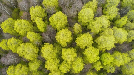 Naklejka premium Aerial view of a vibrant forest showcasing lush green trees among bare branches.
