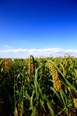Mature millet in the farmland