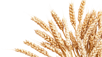 Golden wheat field with ripe ears of grain against a clear blue sky