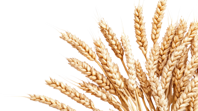 Golden wheat field with ripe ears of grain against a clear blue sky