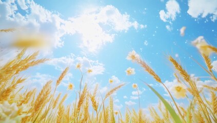 Obraz premium A low angle view of a field of golden wheat swaying in the wind, with a bright blue sky and fluffy white clouds above.