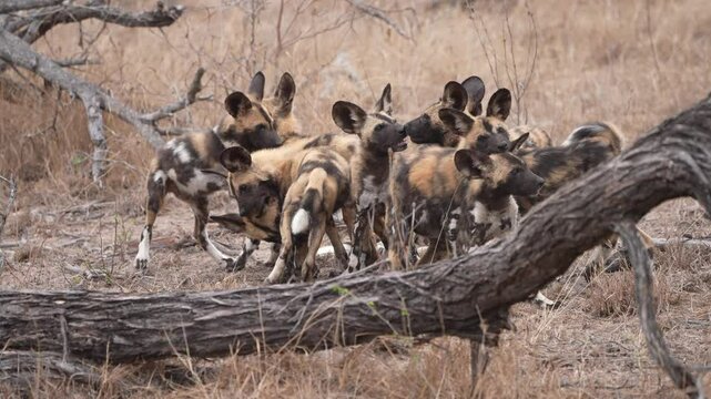 The African wild dog (Lycaon pictus), also known as the painted dog or Cape hunting dog, is a wild canine native to sub-Saharan Africa, and considered an endangered species. Litter of four month old