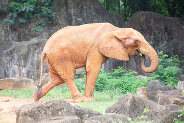  large grey elephant in a naturalistic zoo enclosure