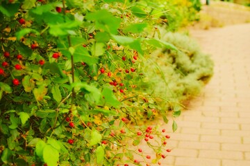 Rose hip tree in Istanbul, Turkey