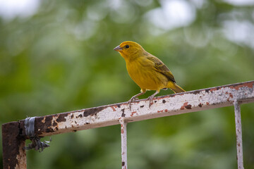 The true ground canary or ground canary (Sicalis flaveola), not to be confused with the canary or domestic canary (Serinus canaria),[2] belongs to the family Thraupidae