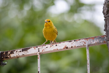 Canario da terra. The true ground canary or ground canary (Sicalis flaveola), not to be confused with the canary or domestic canary (Serinus canaria),[2] belongs to the family Thraupidae