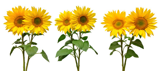 Sunflowers collection various bouquet isolated on white background. Sun symbol. Flowers yellow, agriculture. Seeds and oil. Flat lay, top view. Bio. Eco