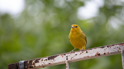 Canario da terra. The true ground canary or ground canary (Sicalis flaveola), not to be confused with the canary or domestic canary (Serinus canaria),[2] belongs to the family Thraupidae