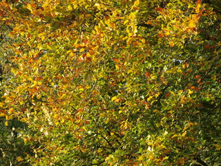 Obraz premium autumn leaves background