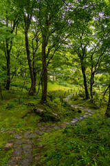 Moss temple in Shiga, Japan