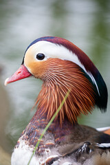 Mandarin duck close up head profile