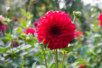 Red dahlia flower on green background. Russian Far East
