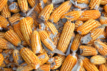 Picking up slightly rotten corn cobs