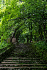Moss temple in Shiga, Japan