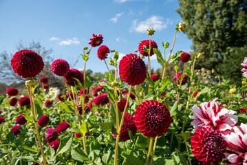 Red dahlia flower on green background. Russian Far East