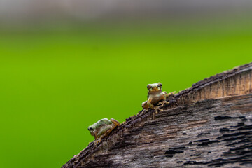 Frog on tree