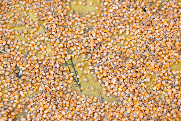 Corn kernels close-up