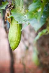 Big old loofah on the vine