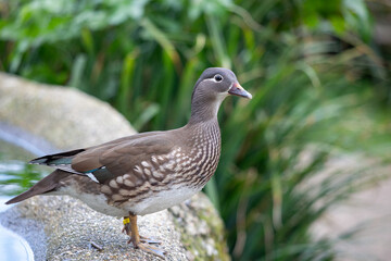 Gray duck on white rock in zoo