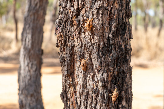 Zikadenh&auml;ute am Baum von geh&auml;uteten Zikaden
