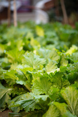 Fresh cabbage is growing