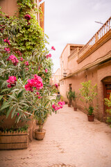 Oleander flowers on the streets of the red city of Kashgar, Xinjiang, China