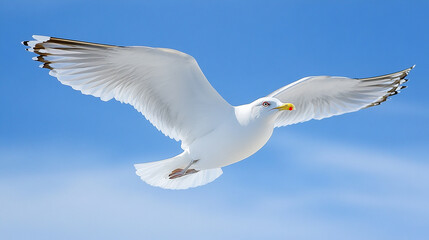 Obraz premium seagull bird flying in the blue sky