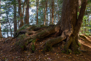 Trees with exposed roots in autumn forest.