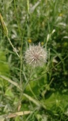 dandelion head