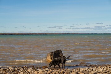 Dog on shore of lake huron