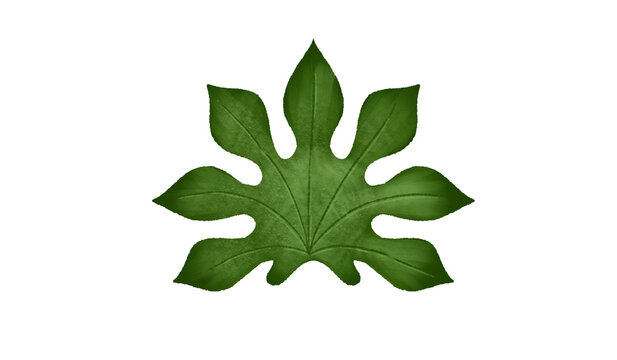 analia leaf illustration 