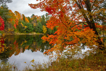 Landscape with red maple on the Muskoka River in Ontario, Canada.