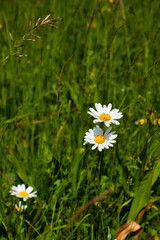 White daisies in green grass on a sunny spring day near Potzbach, Germany.