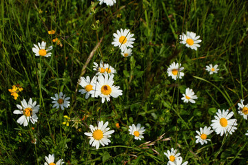 Fototapeta premium Tops of white daisies in green grass on a sunny spring day near Potzbach, Germany.