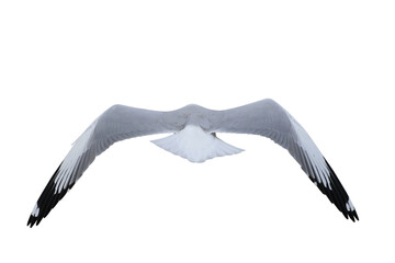 Beautiful feathers on the back of Seagull isolated on transparent background png file