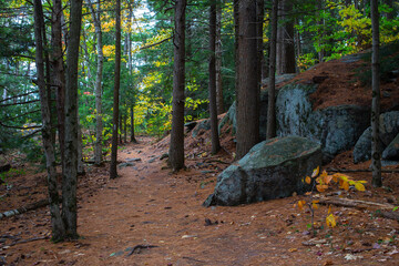 Northern forest landscape with rocks in wild deep forest. 