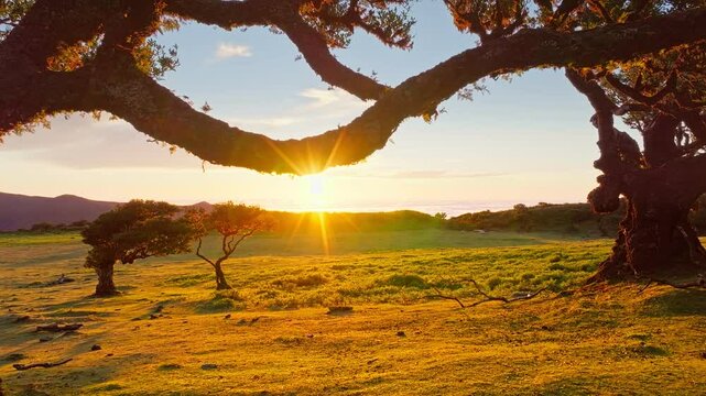 Aerial drone shot of flying above til trees in idyllic Fanal Laurisilva forest on sunset. Madeira island, Portugal. Fly by thru pull away retreat shot