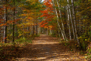 Forest path covered with leaves in autumn.