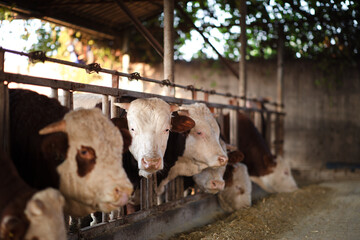 Cows eating feed in a farm