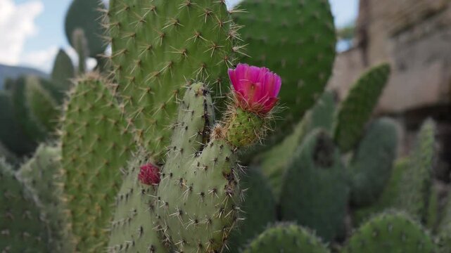Slow motion landscape of pink flower on cactus cacti plant with sharp spines thorns spikes nature desert vegetation in Mitla Archaeological Oaxaca Mexico travel tourism